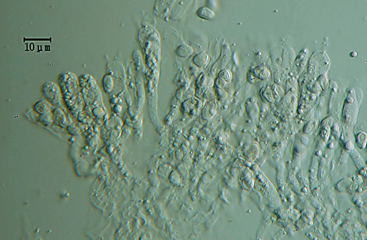 Arancione e strano (Leucogyrophana mollusca)